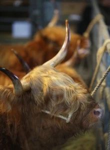 120th Annual Spring Pedigree Highland Cattle Sale