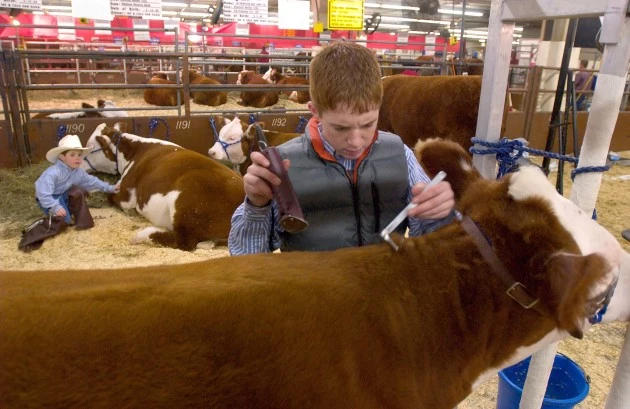 The National Western Stock Show Proceeds Under The Shadow Of Mad Cow