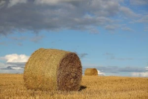 Farmers Report Increase In Hay Theft As Prices Soar