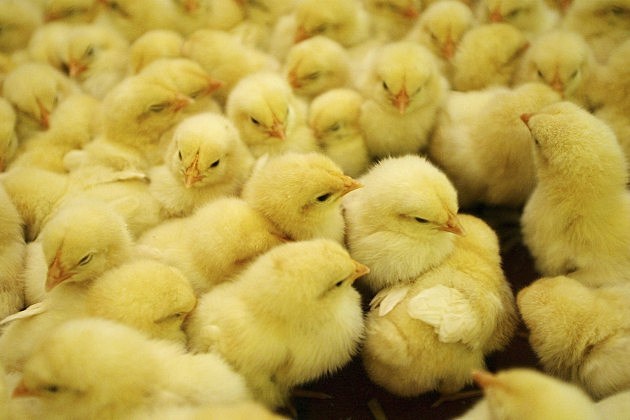 Chinese Year Of the Rooster Approaches
