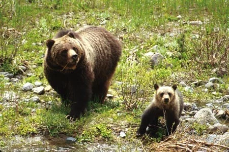 grizzly bears shoshone