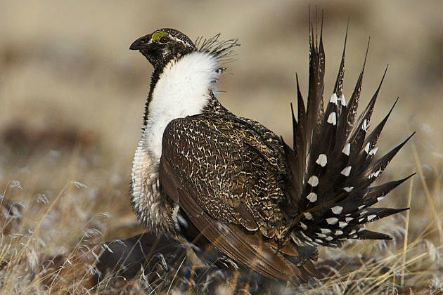 sage grouse sage grouse