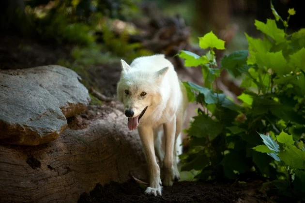 wolf wolf