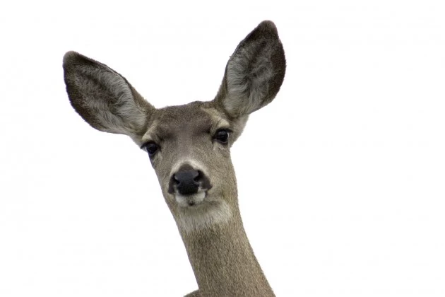 Mule deer Mule deer