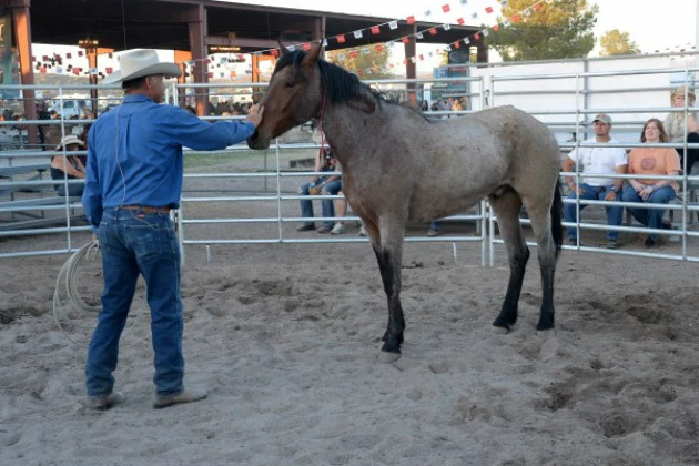 wild horse wild horse