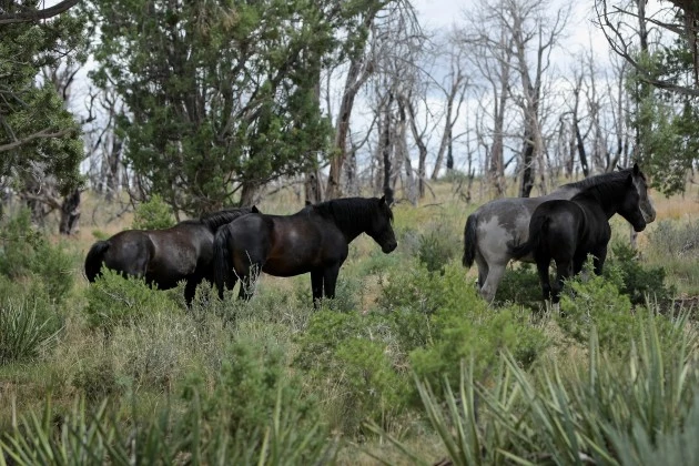 Wild horses Wild horses