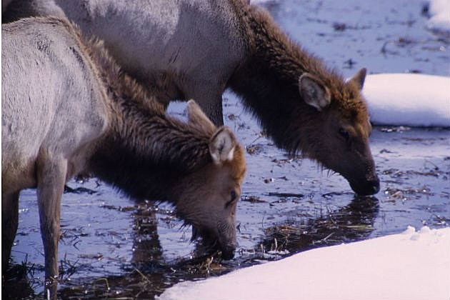 elk elk