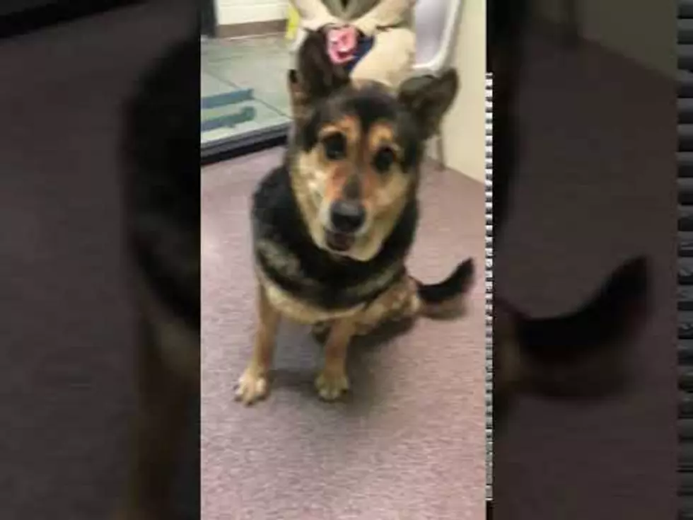 Cheyenne’s Critter Of The Week
