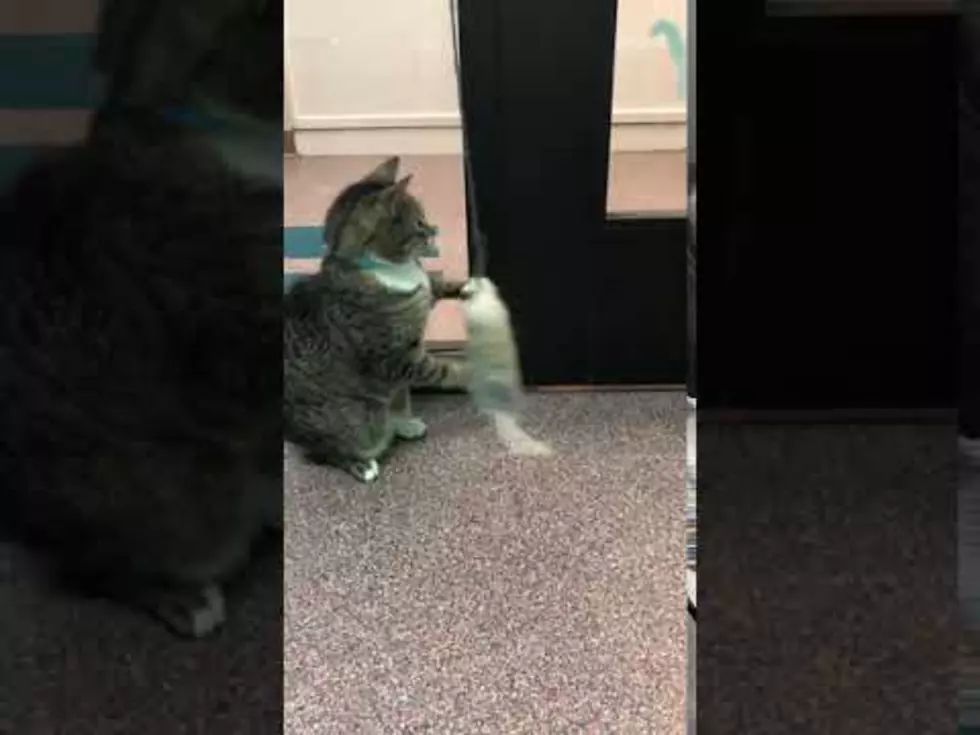Cheyenne’s Critter Of The Week