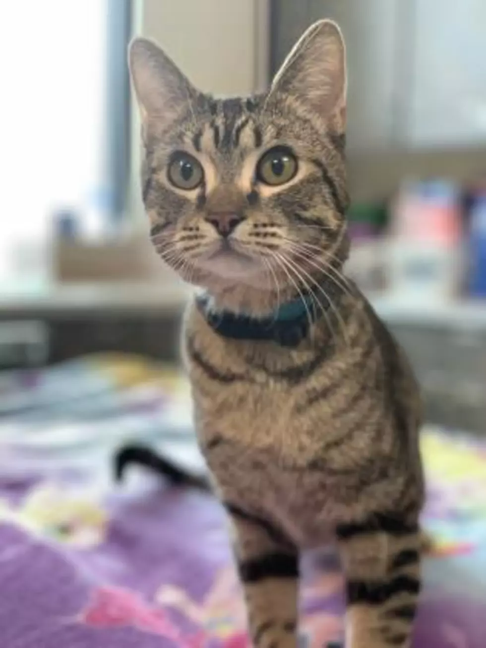 Cheyenne’s Critter Of The Week