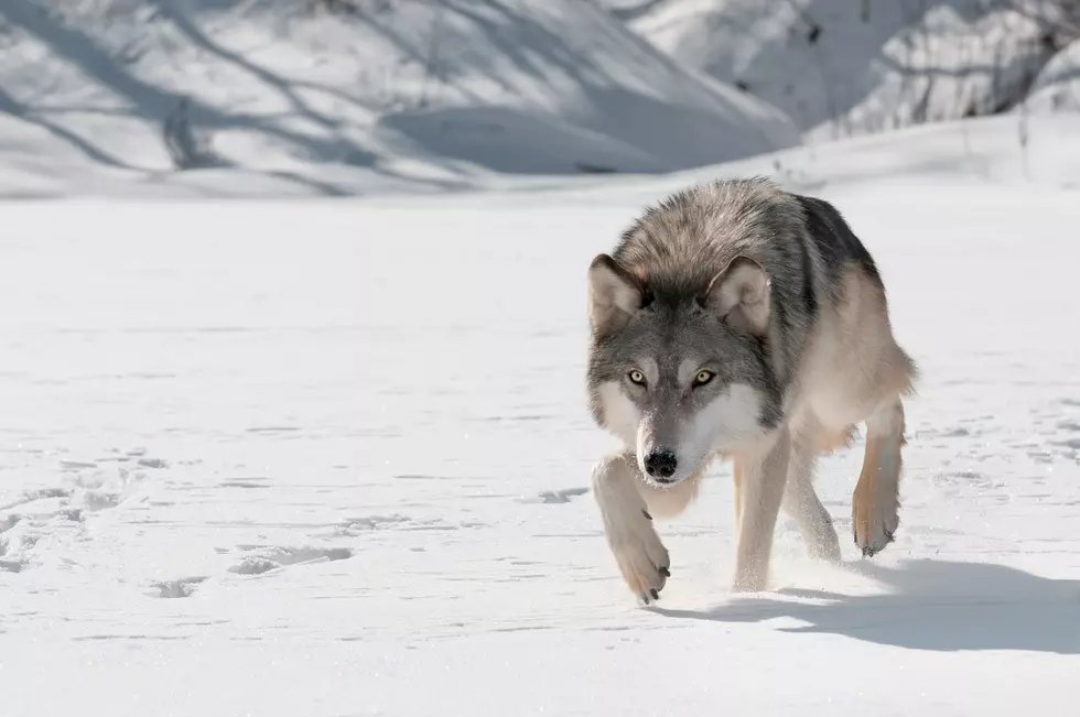 Wyoming Wolf Hunt to Begin Sunday