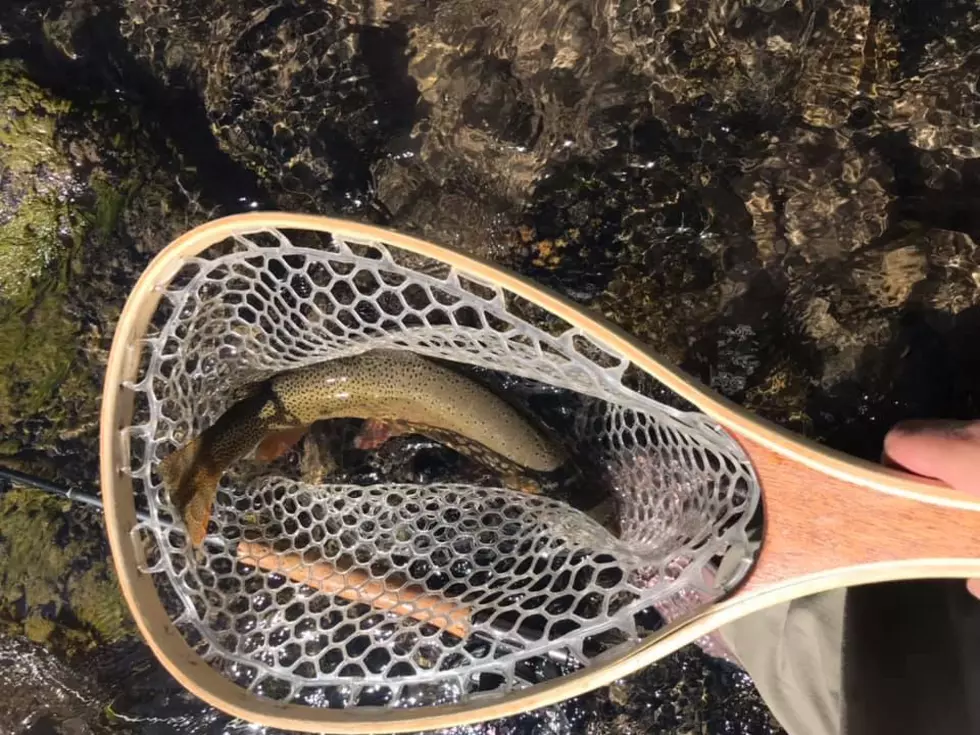 Annual Effort Rescues Hundreds of Fish From Wyoming Intake