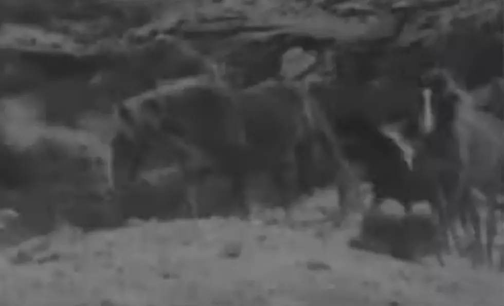 Vintage Video Shows Wild Pony Roundup at Iron Mountain in 1929