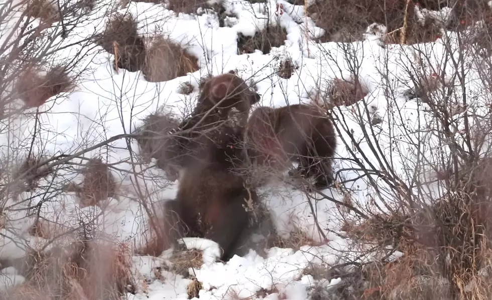 New Video Shows Grizzly 399 and Her Cubs Pigging Out on Berries