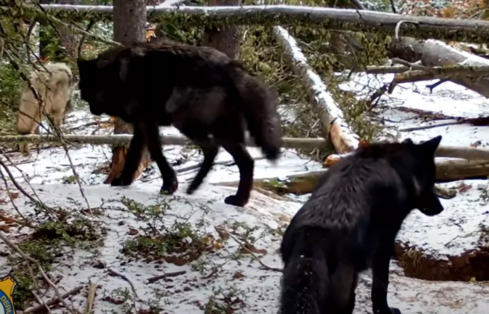 Watching Wyoming Trail Cams Is The Perfect Way To Pass The Time