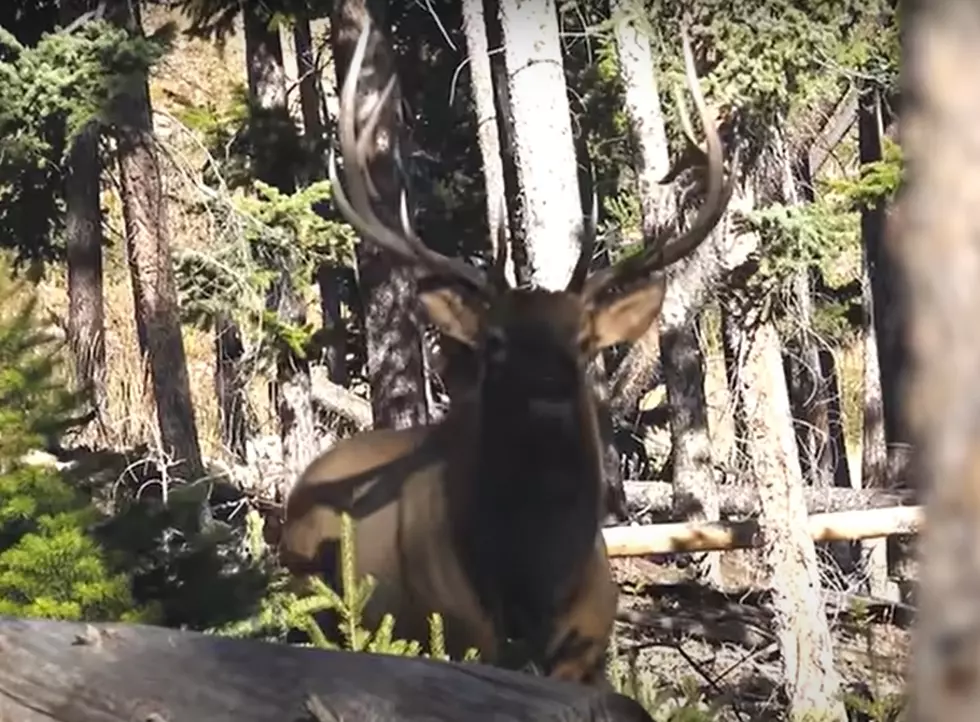 Wyoming Elk Hunting Is Hard Work, But Worth Every Minute In End