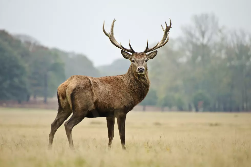 Wyoming Joins International Wild Game Campaign