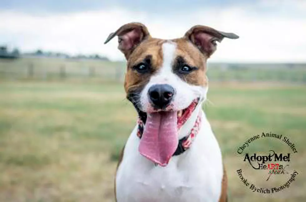 Cheyenne Animal Shelter Seeking Volunteers