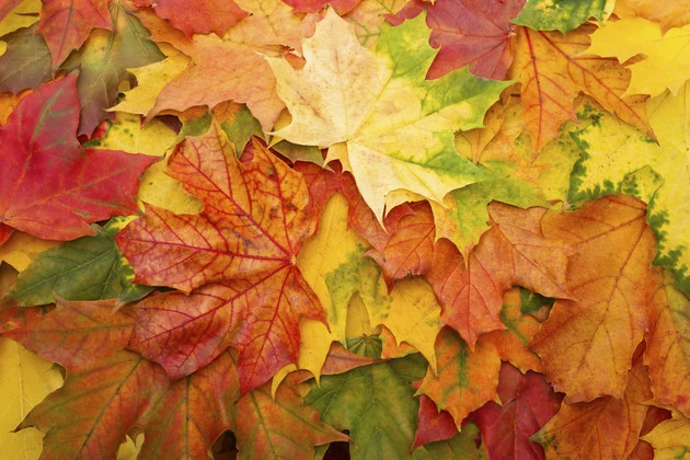 Cheyenne Curb-Side Yard Waste Program Ends Soon