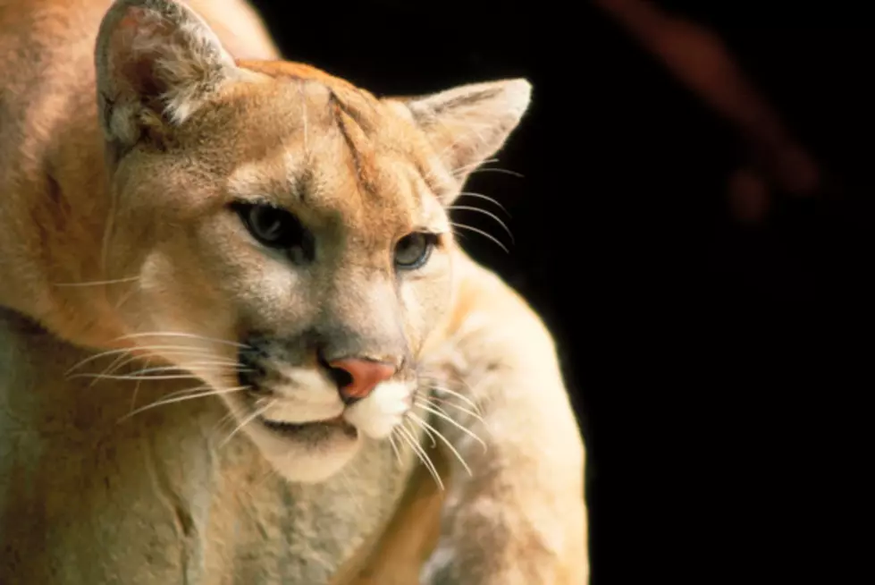 Mountain Lion Reportedly Spotted in Northeast Cheyenne