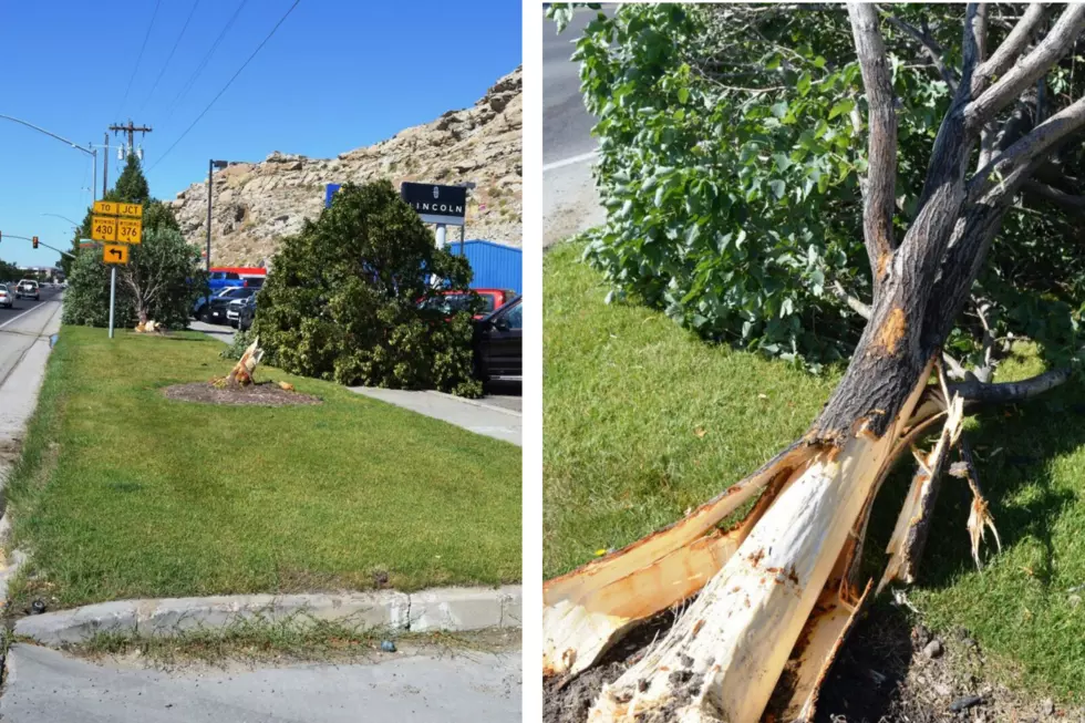 Wyoming Hit-And-Run Driver Hits Two Trees, Damages Other Car