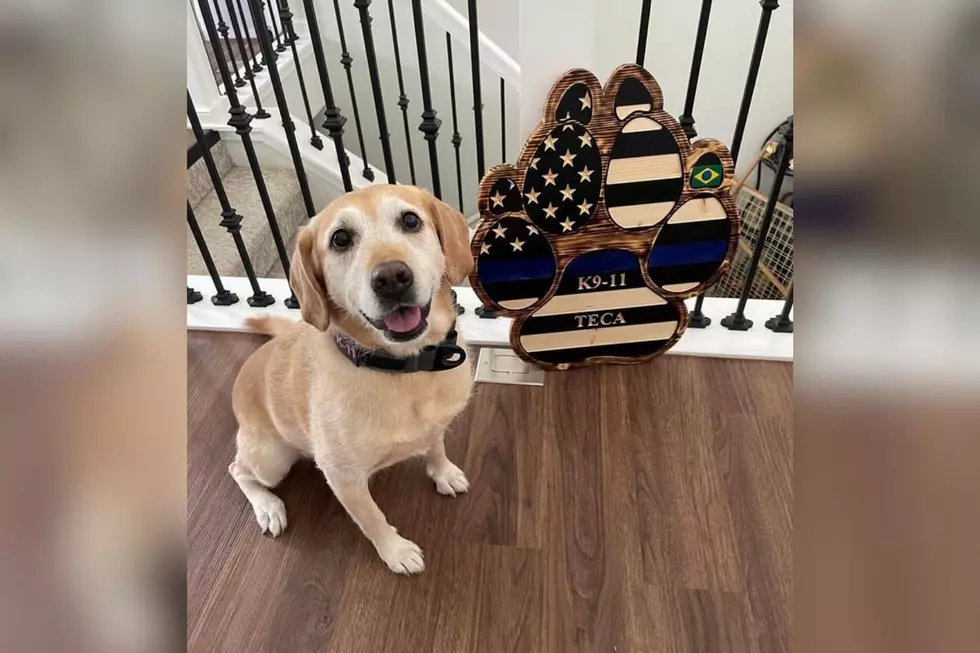 K-9 Teca Retires from Laramie County Sheriff’s Office