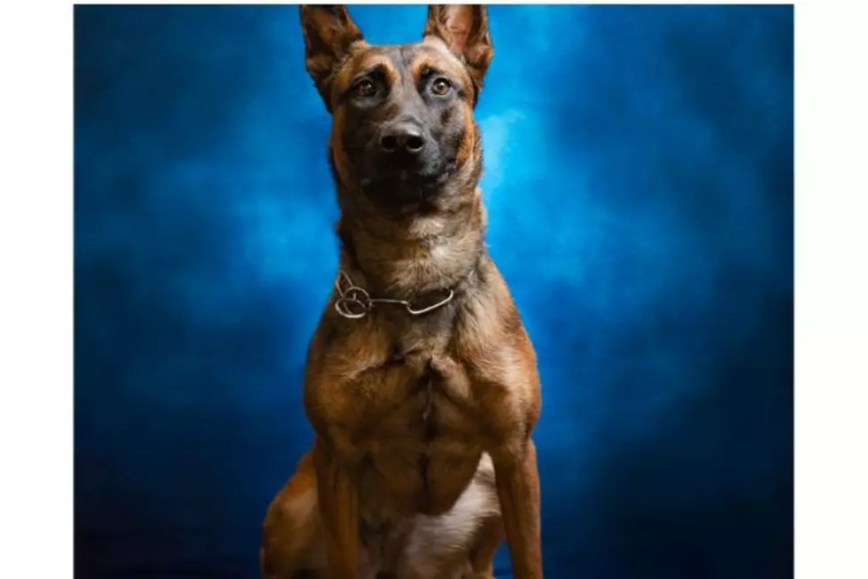 Cheyenne Police K9 To Get Body Armor Through Donation